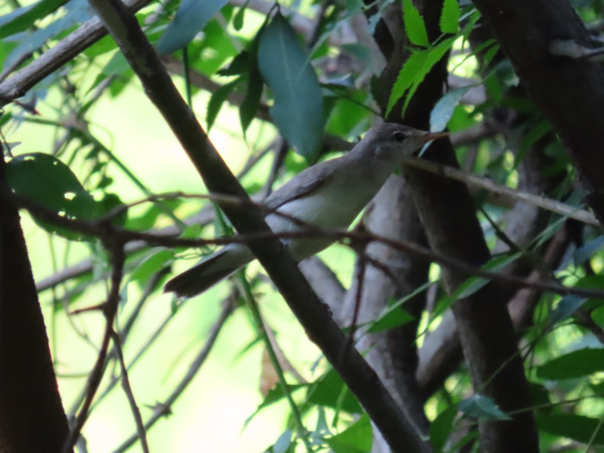 Eastern Olivaceous Warbler - ML615048337