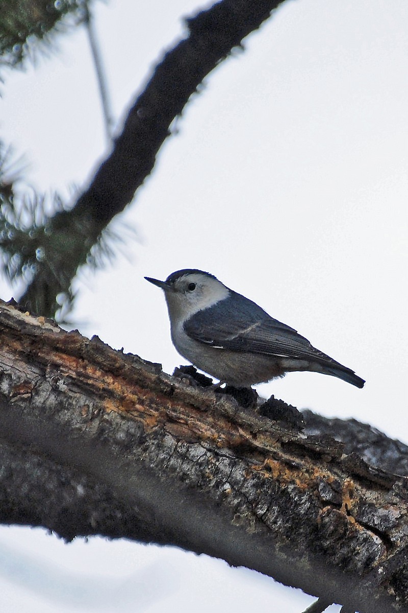 White-breasted Nuthatch - ML615048419