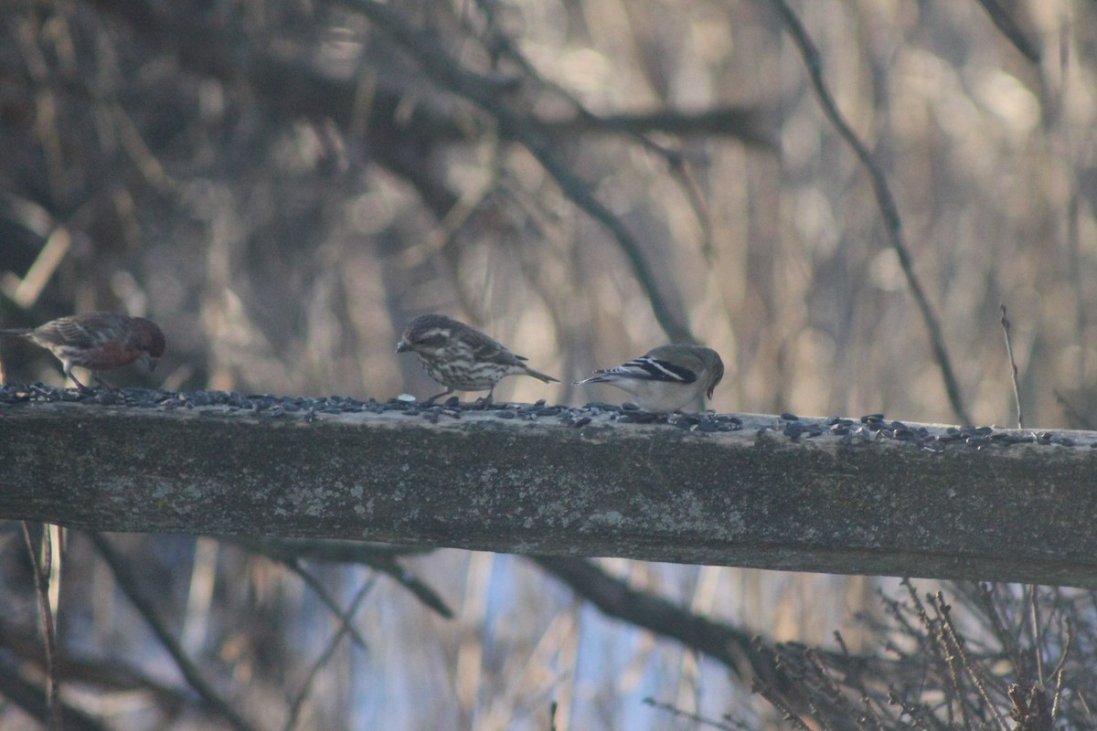 Great Backyard Bird Count Checklist 18 Feb 2024 Mukwonago, WI 53149 21 species