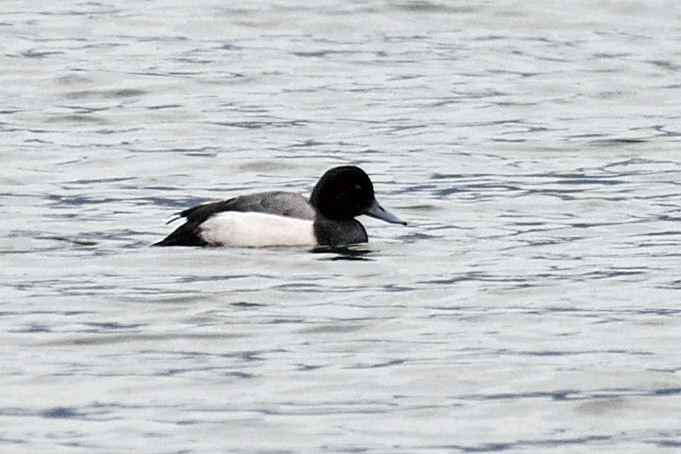 Greater Scaup - ML615048433