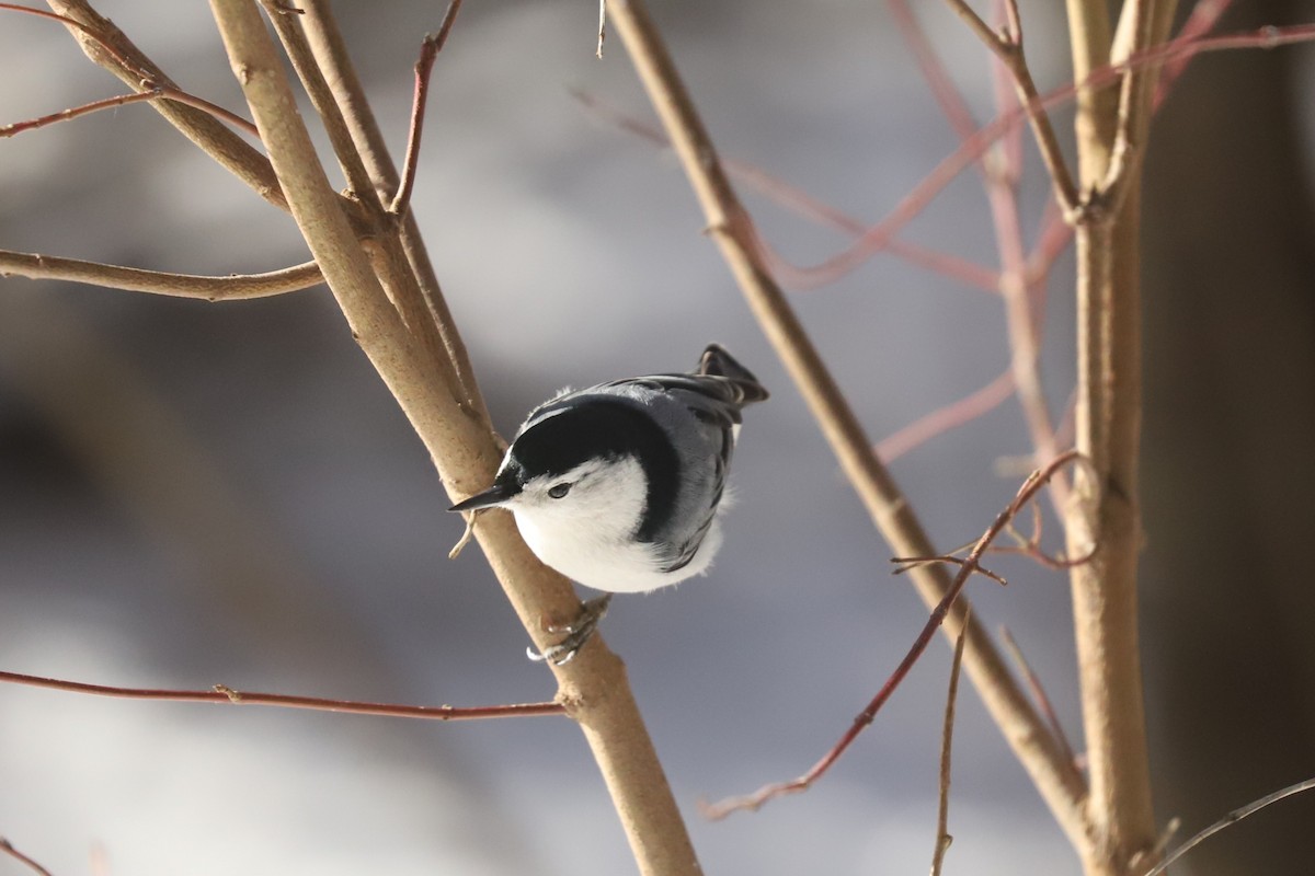 White-breasted Nuthatch - ML615048609