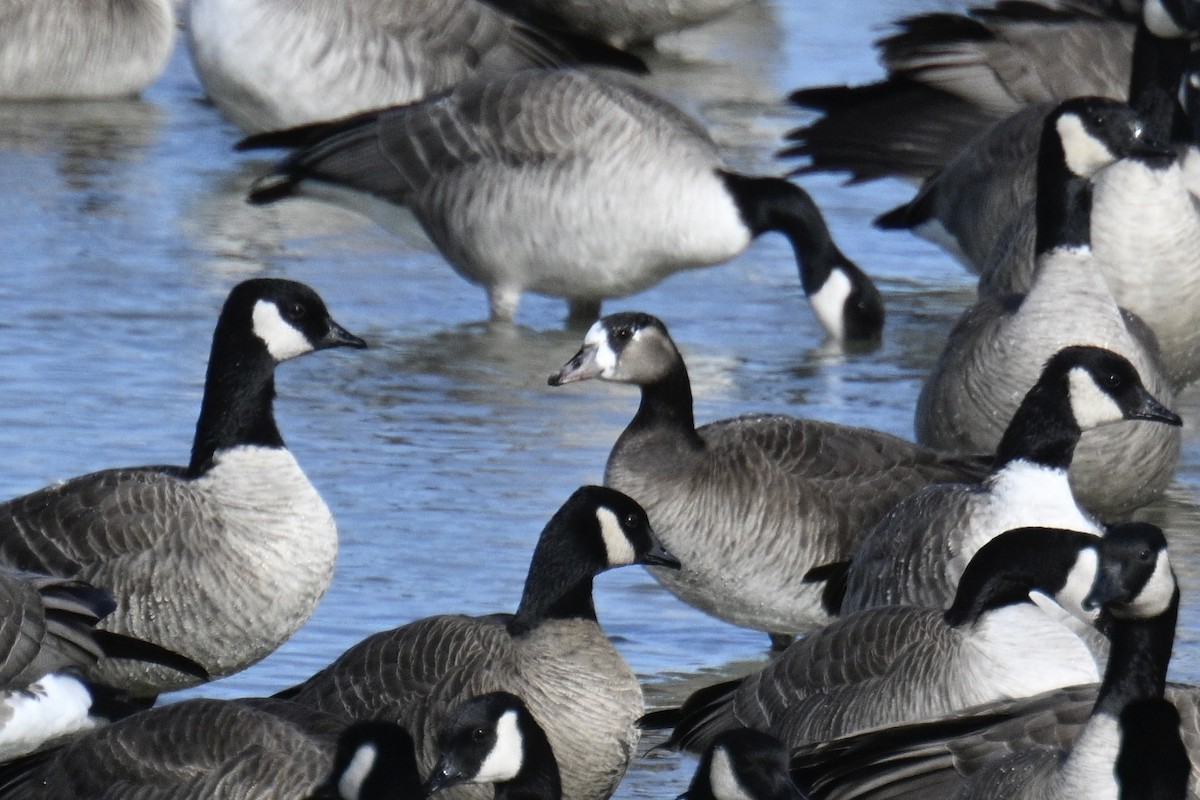 Greater White-fronted x Cackling Goose (hybrid) - ML615048657