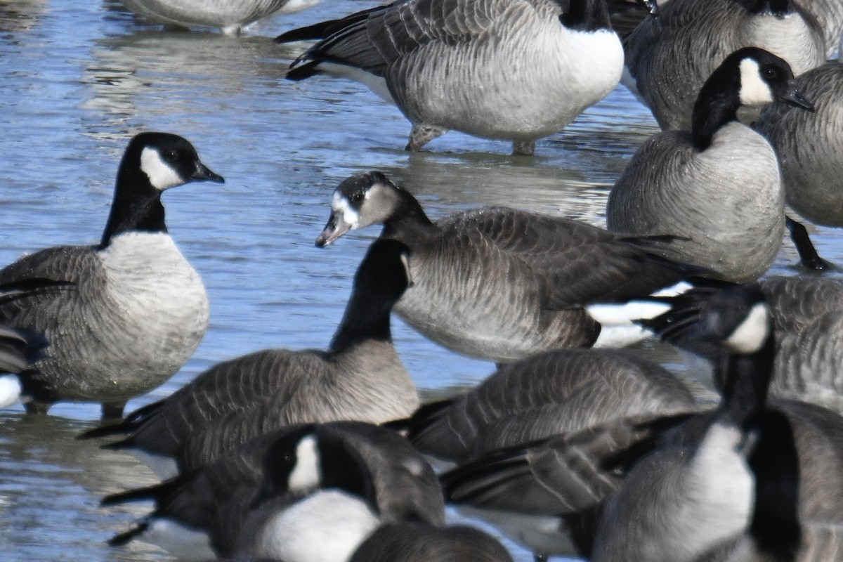 Greater White-fronted x Cackling Goose (hybrid) - ML615048658