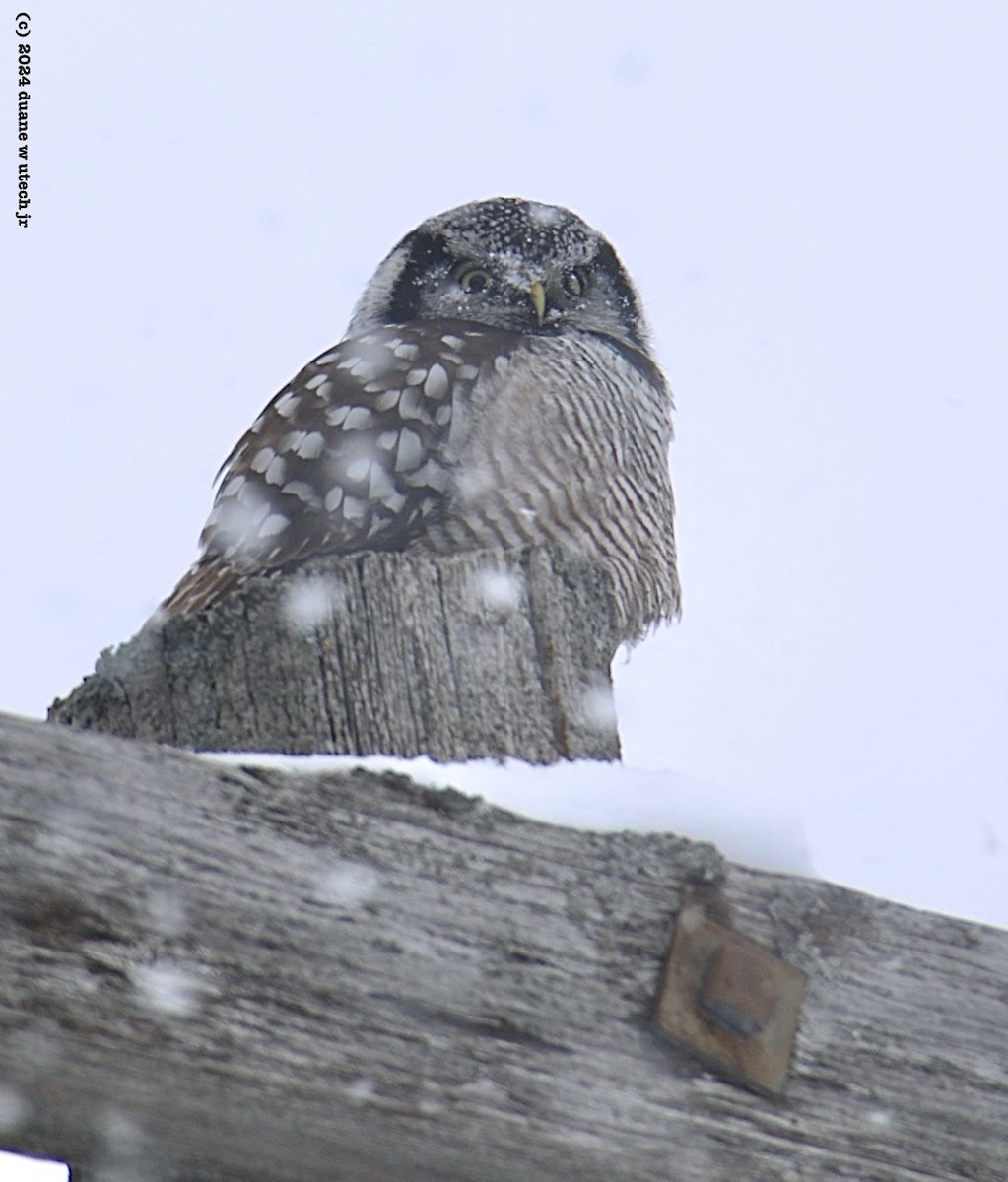 Northern Hawk Owl - ML615048682