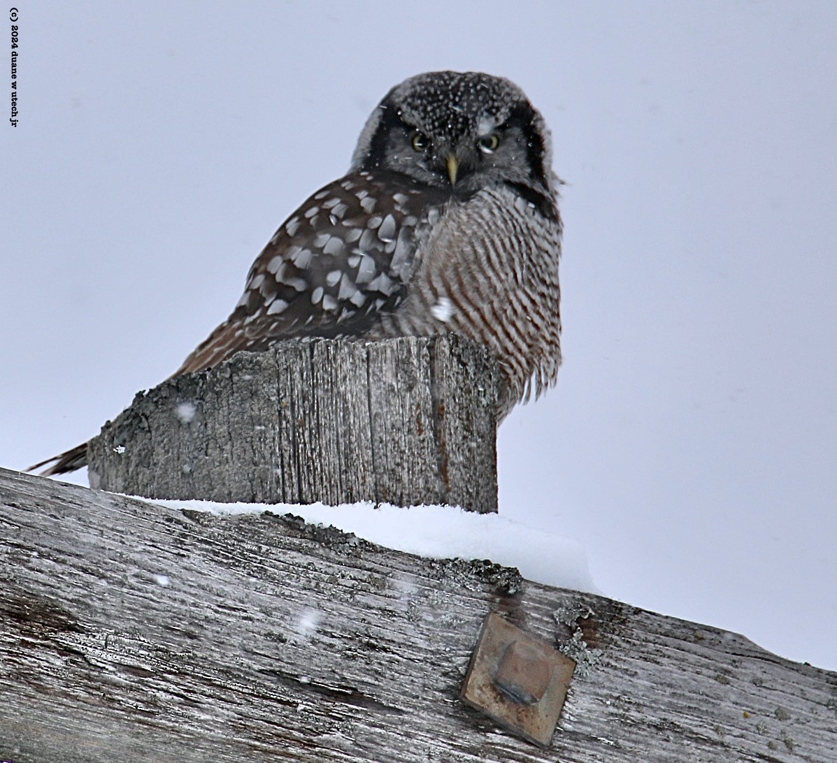 Northern Hawk Owl - ML615048683