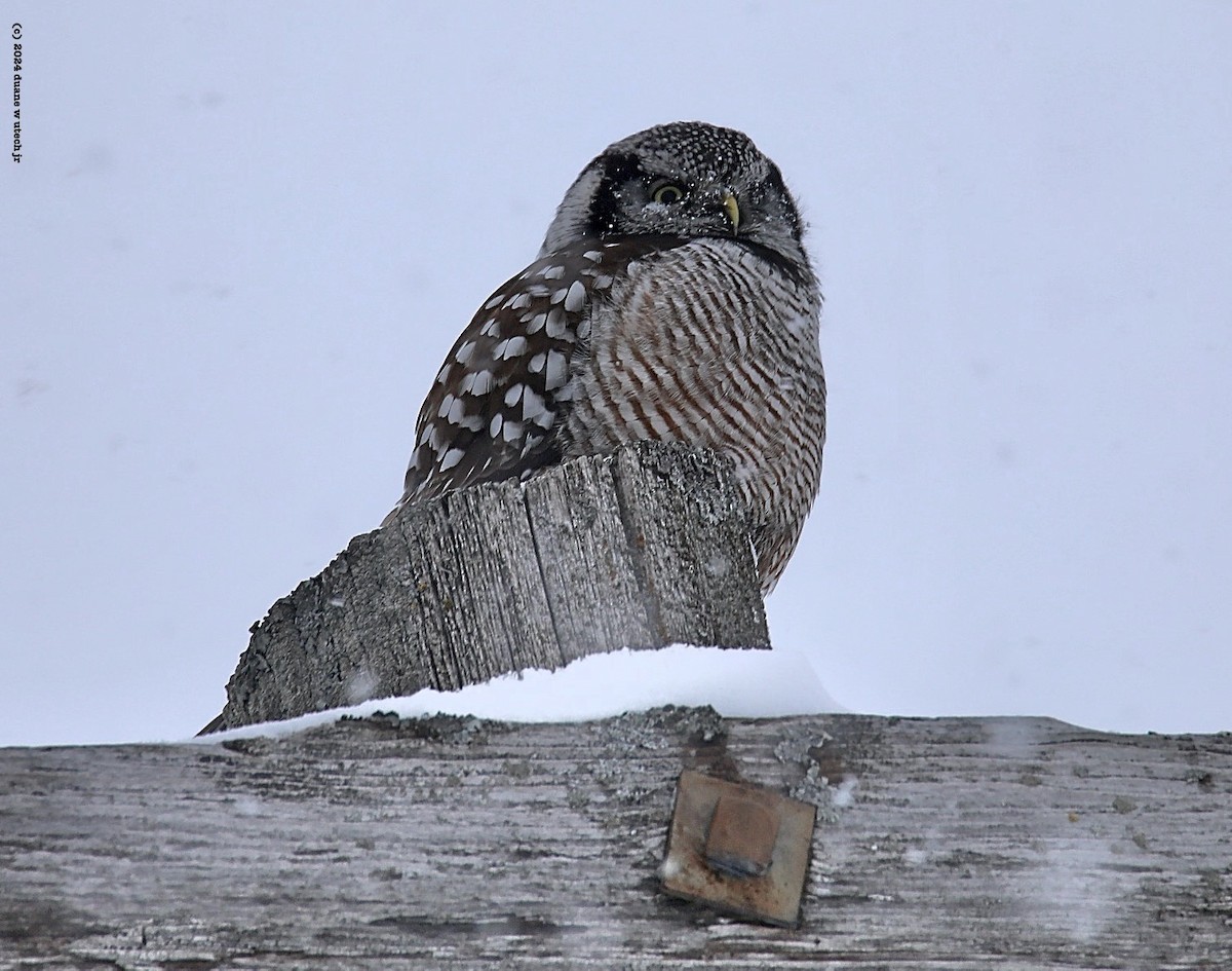 Northern Hawk Owl - ML615048684