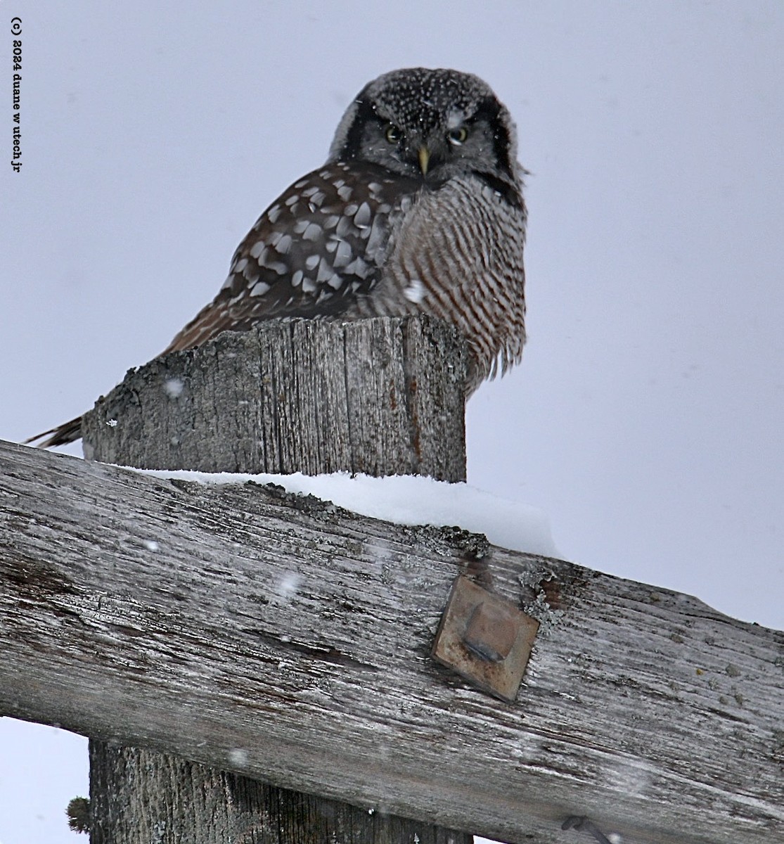 Northern Hawk Owl - ML615048685