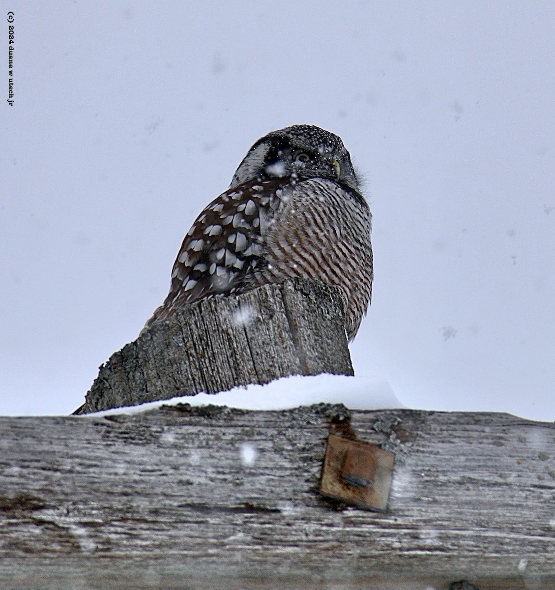 Northern Hawk Owl - ML615048686