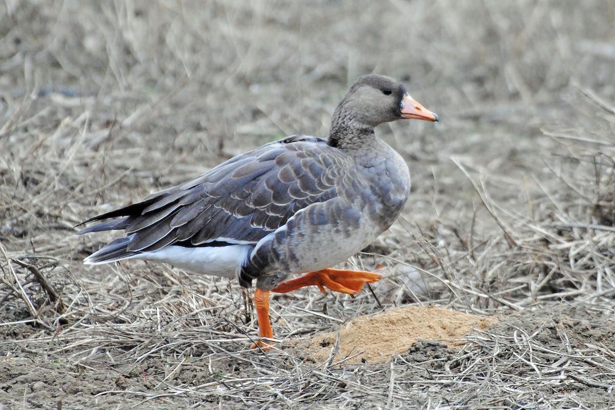 Greater White-fronted Goose - ML615048765