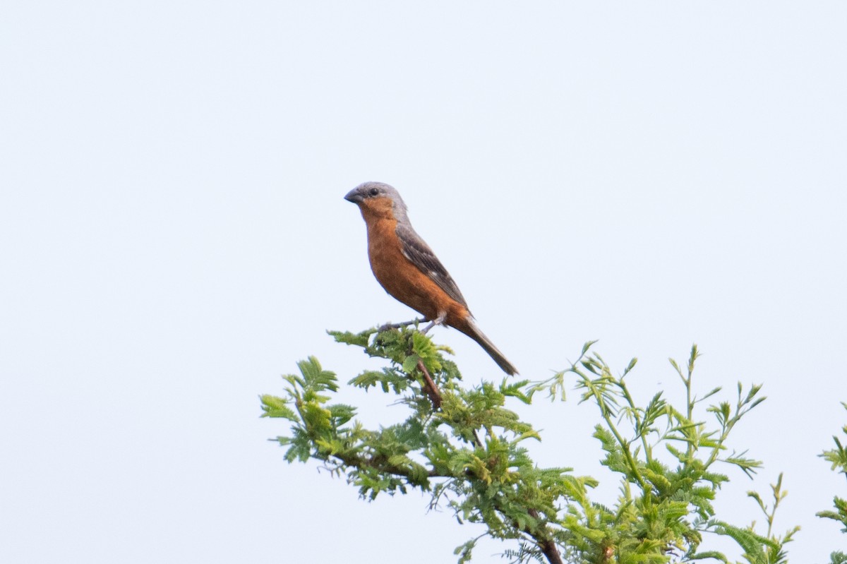 Tawny-bellied Seedeater - ML615048844