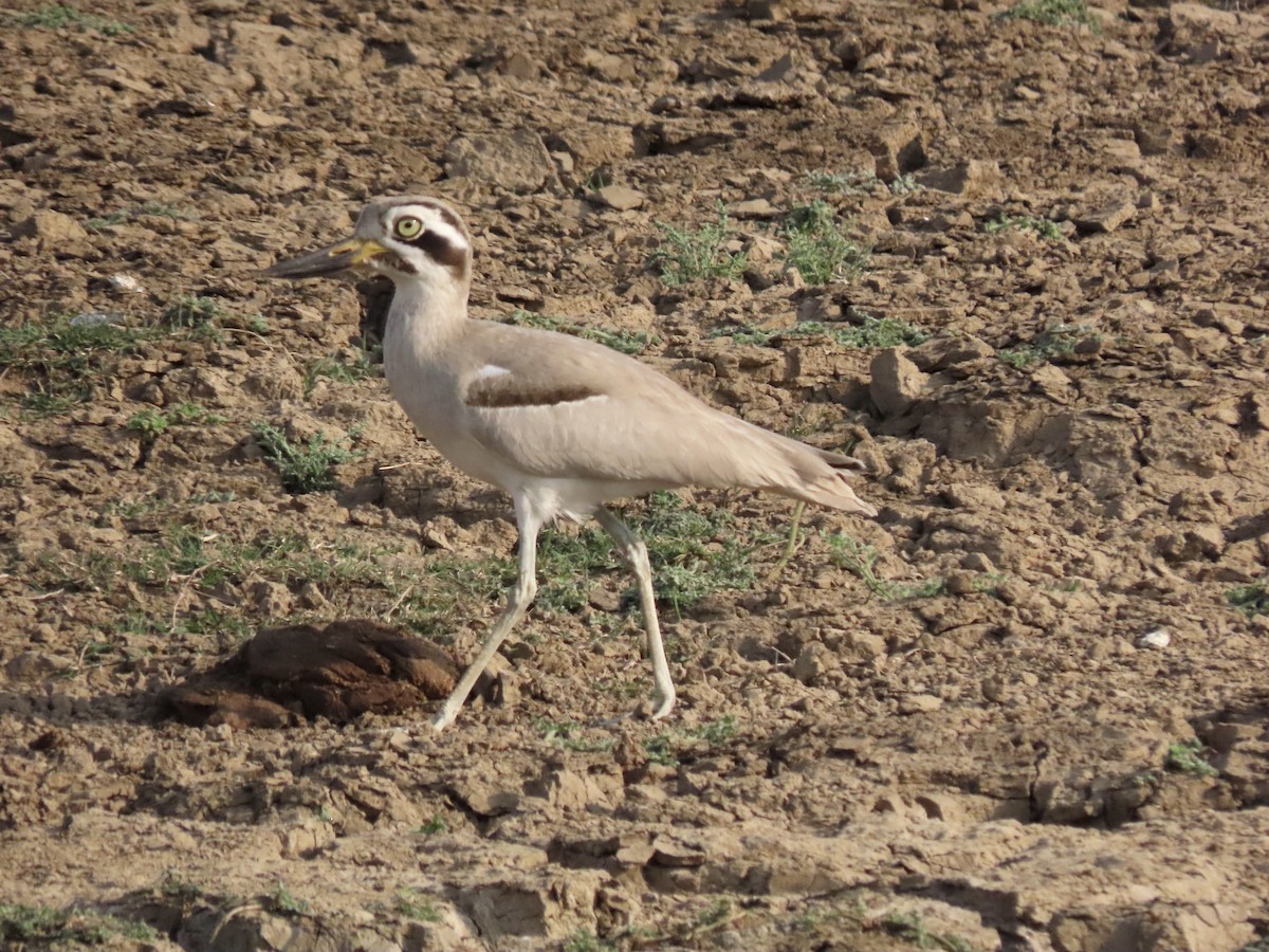 Great Thick-knee - ML615049043