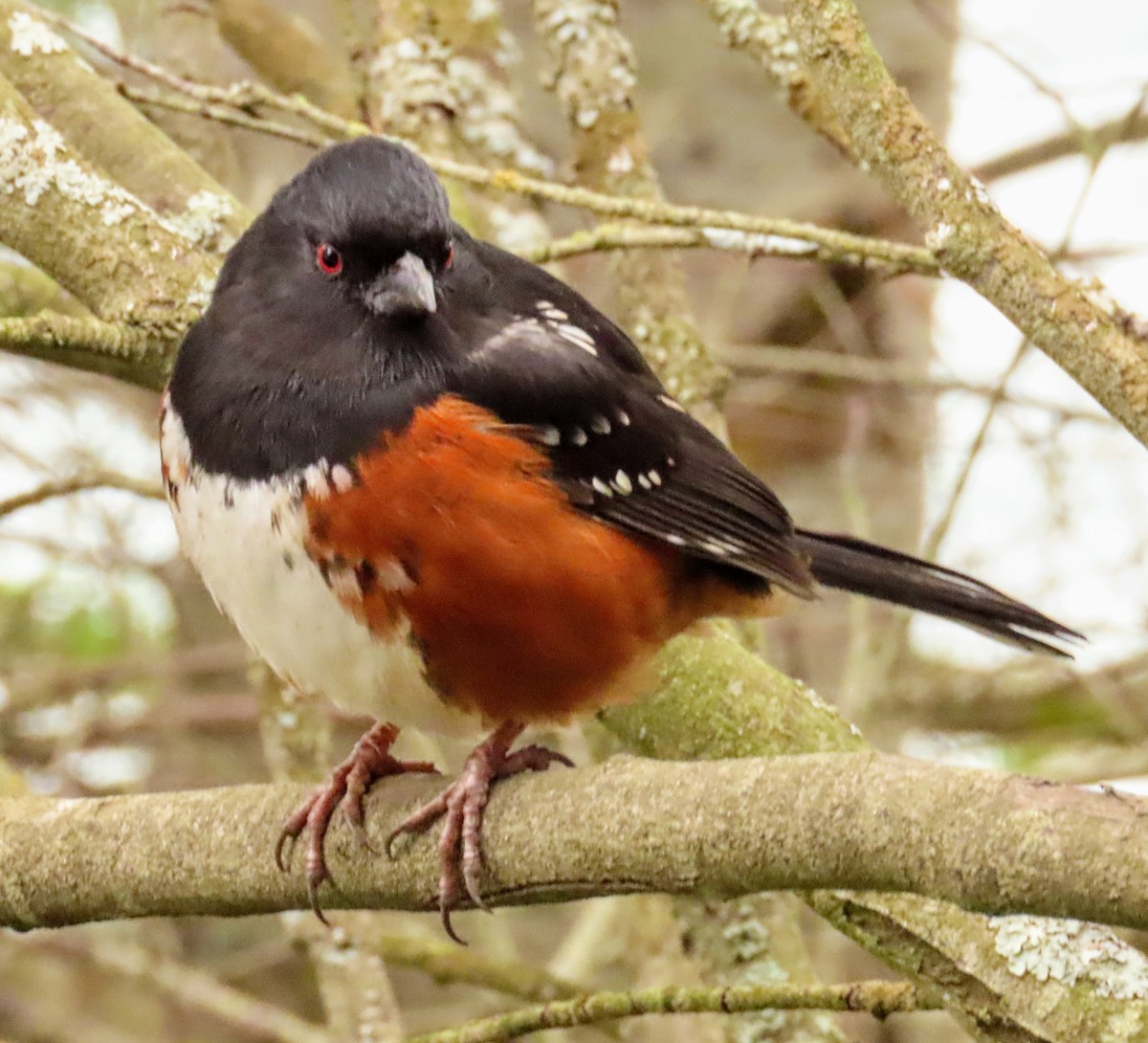 Spotted Towhee - ML615049177