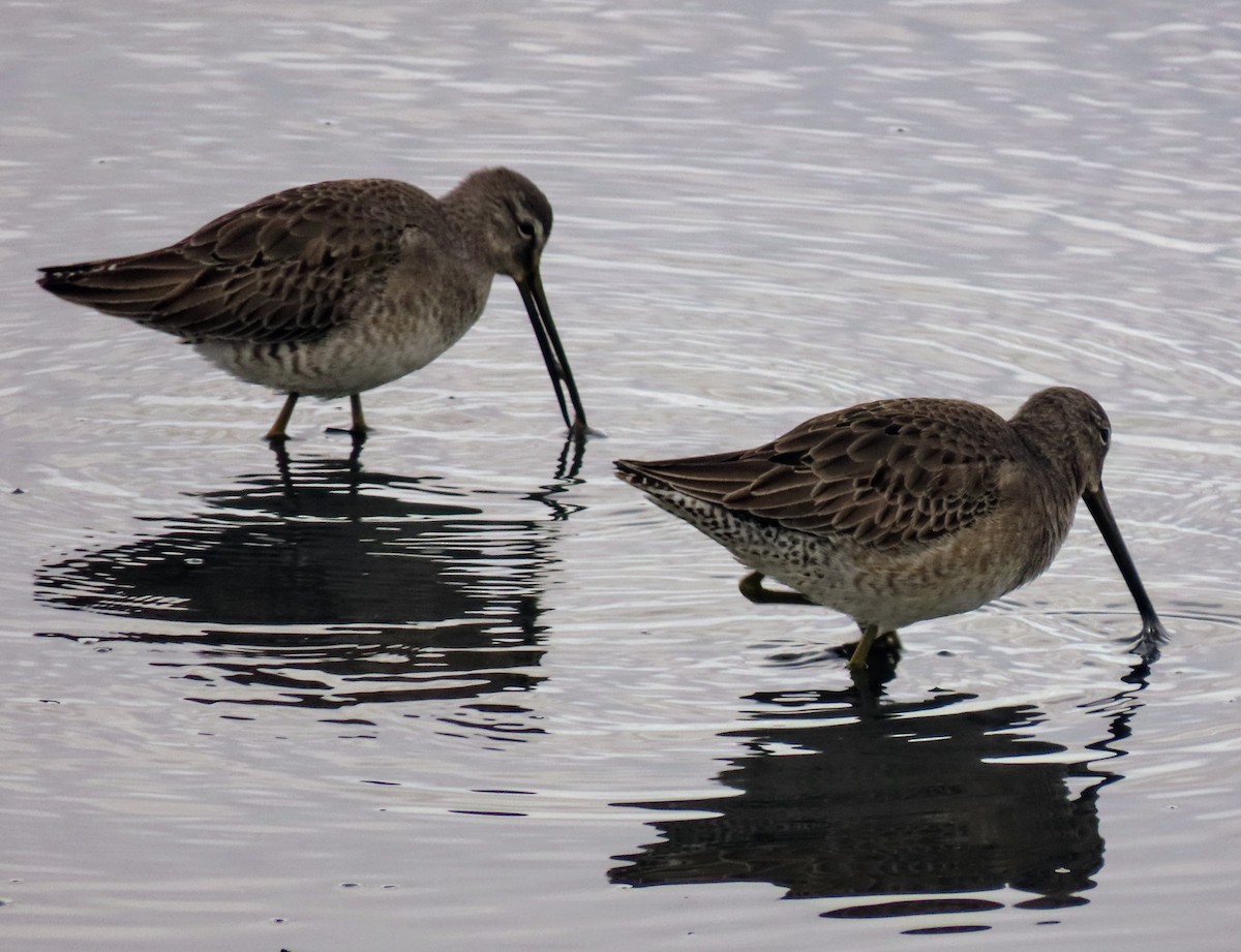 Long-billed Dowitcher - ML615049225