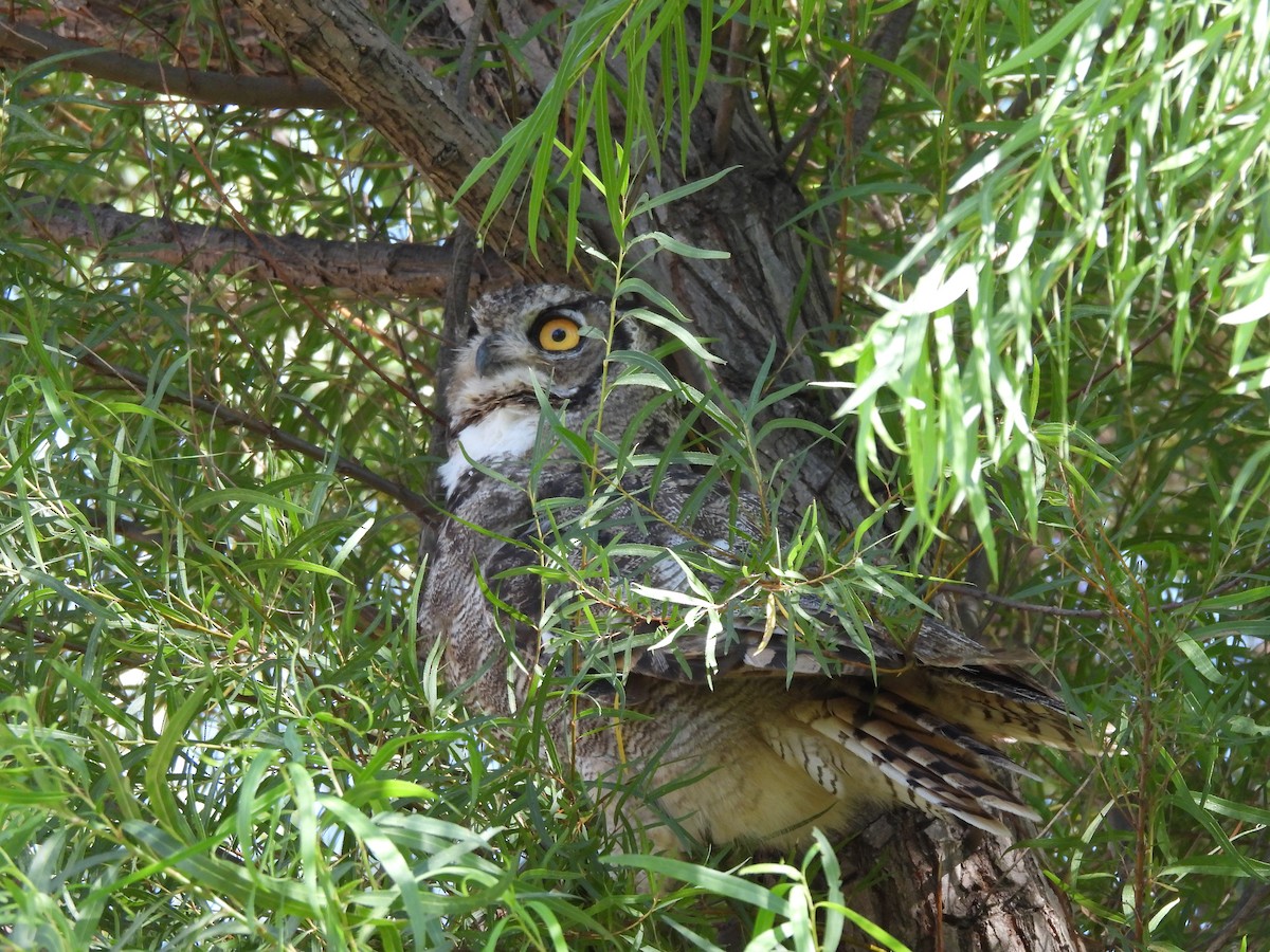 Lesser Horned Owl - ML615049230