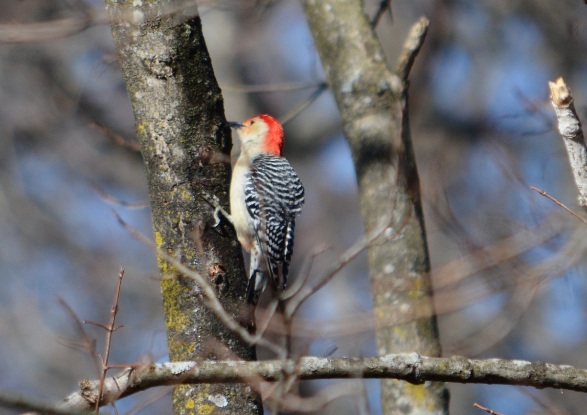 Great Backyard Bird Count Checklist 19 Feb 2024 17 Blackhawk Court