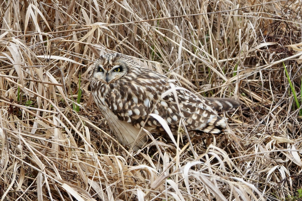 Short-eared Owl - ML615049374