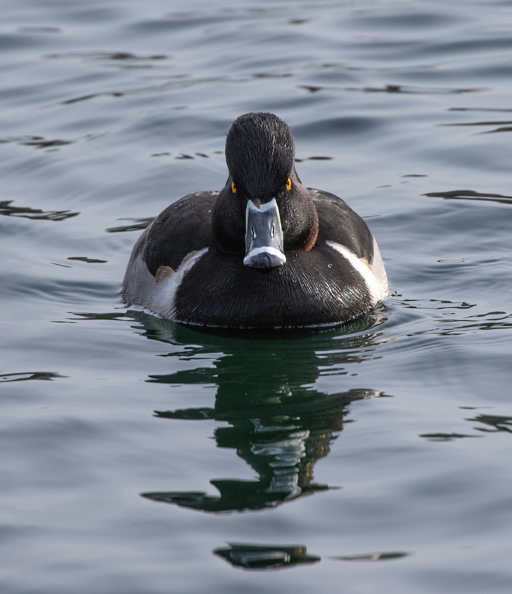 Ring-necked Duck - ML615049557