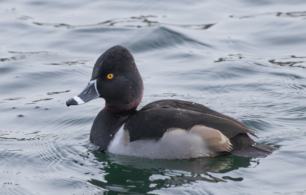 Ring-necked Duck - ML615049564