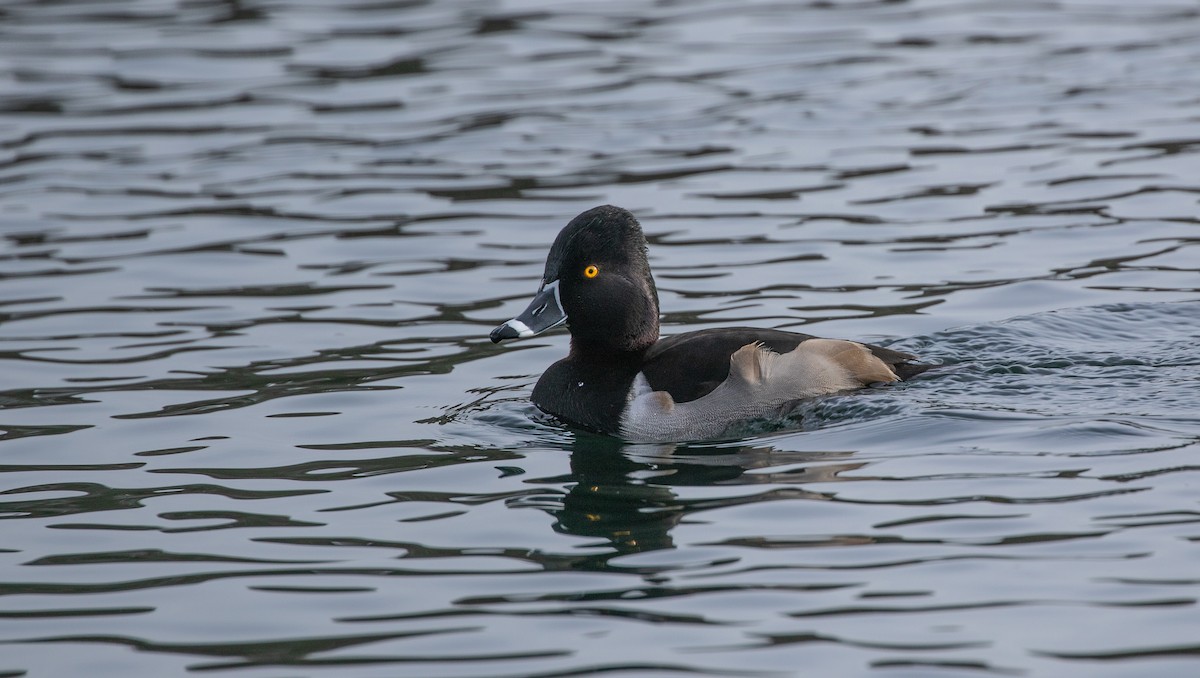 Ring-necked Duck - ML615049567