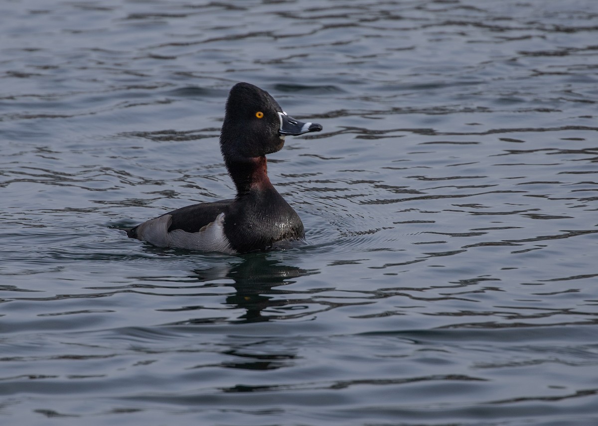 Ring-necked Duck - ML615049568