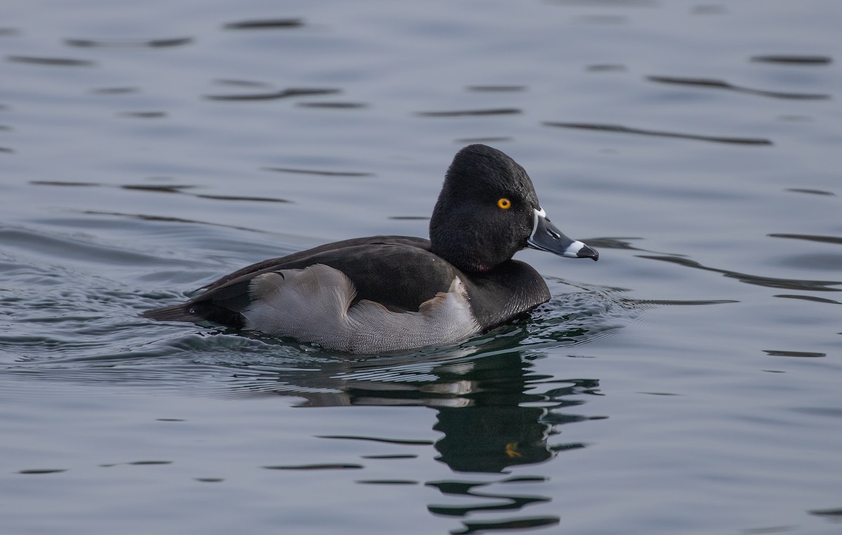 Ring-necked Duck - ML615049569