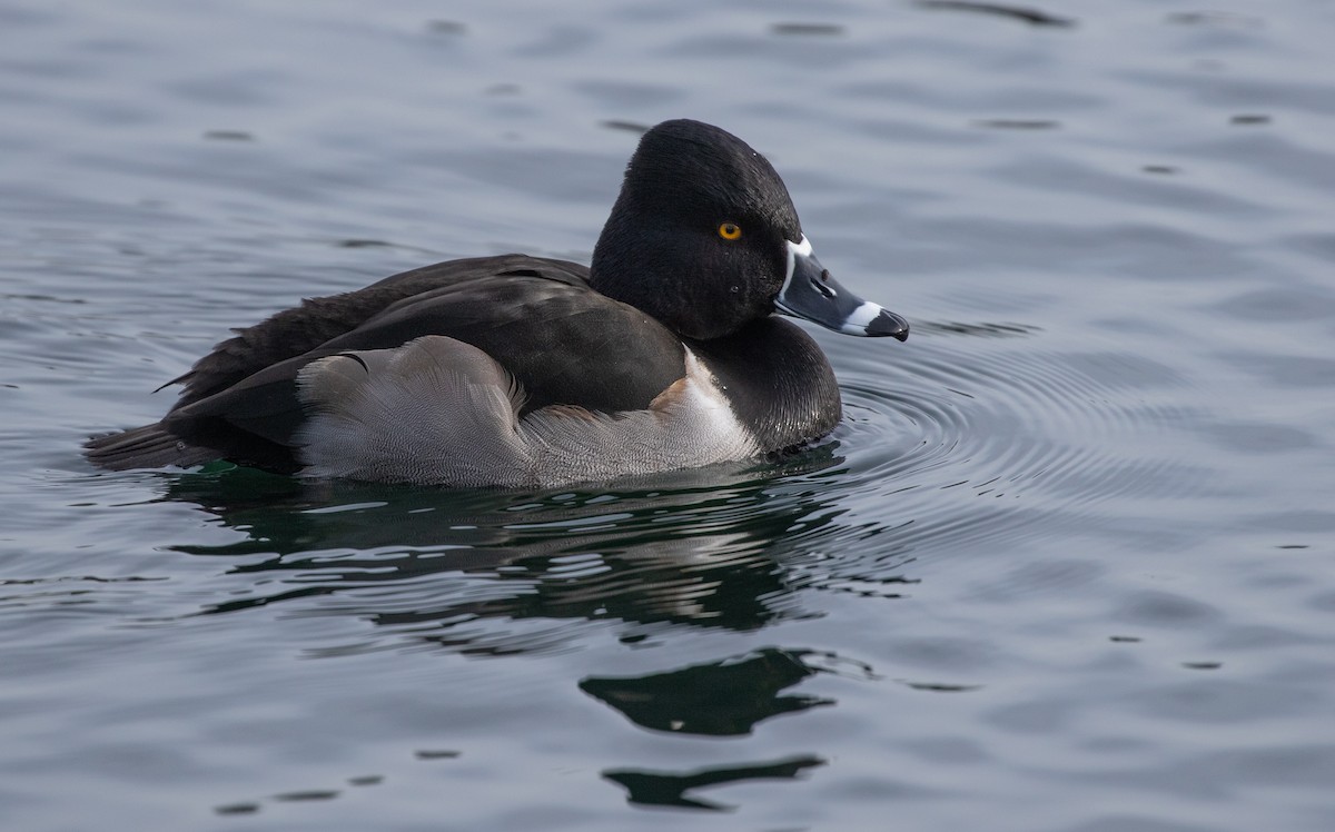 Ring-necked Duck - ML615049570