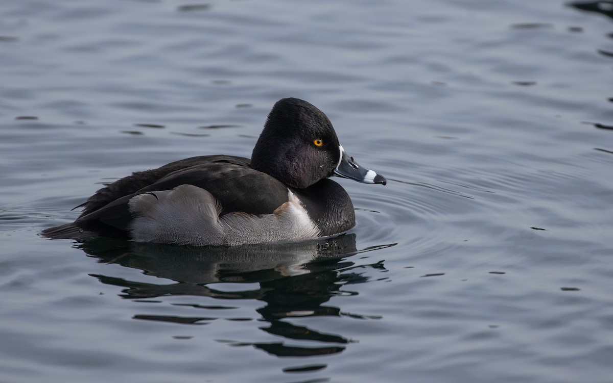 Ring-necked Duck - ML615049572