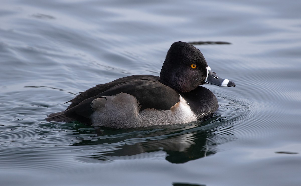 Ring-necked Duck - ML615049575