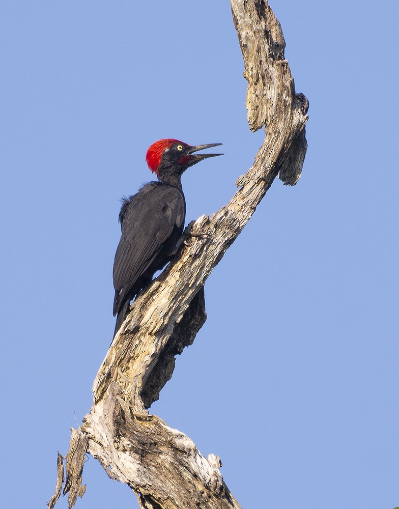 Andaman Woodpecker - ML615049617