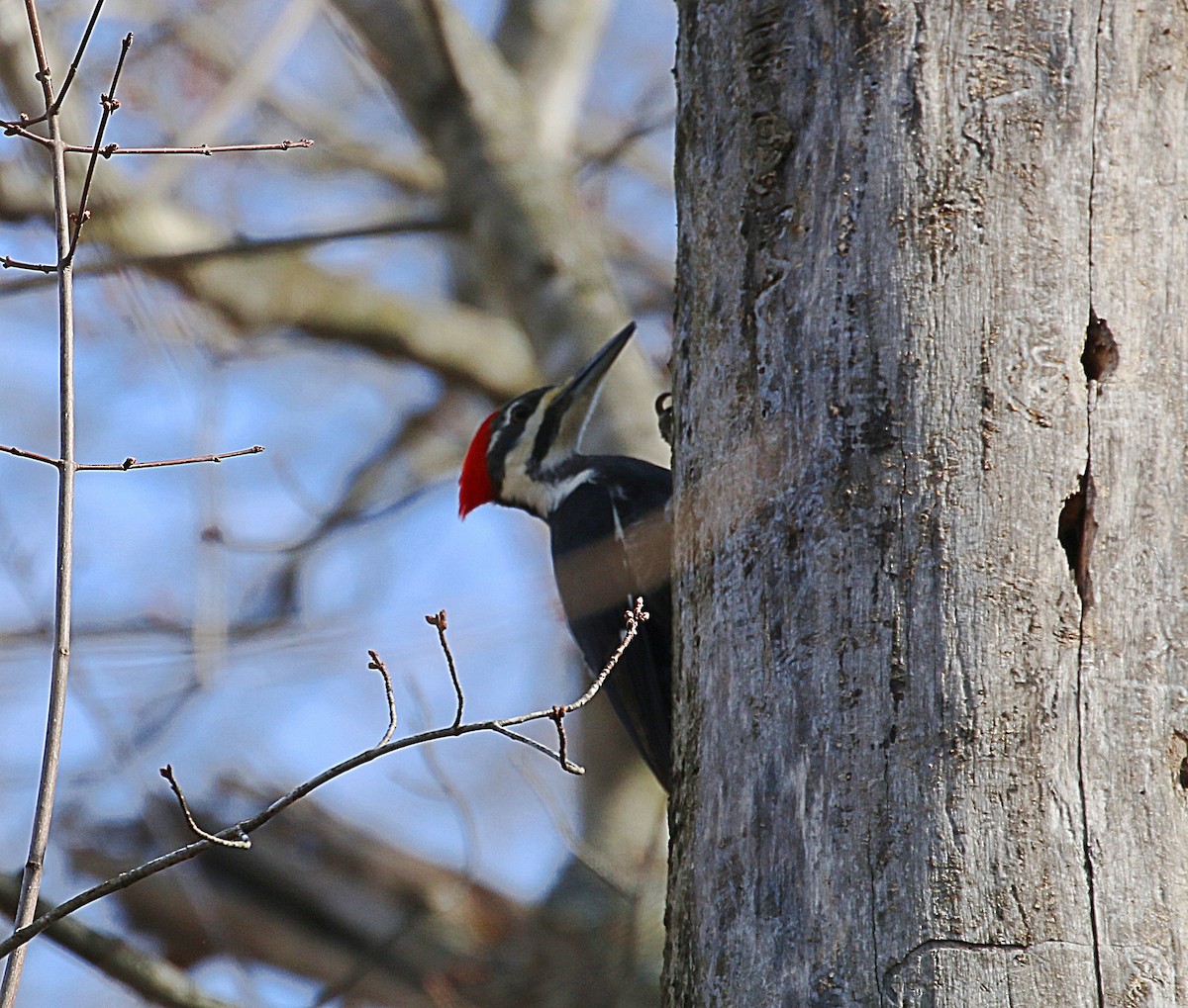 Pileated Woodpecker - ML615049687