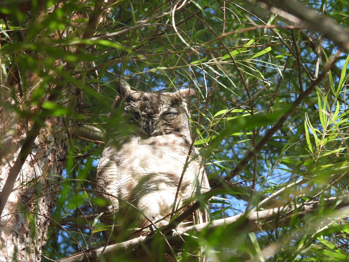 Lesser Horned Owl - ML615049733