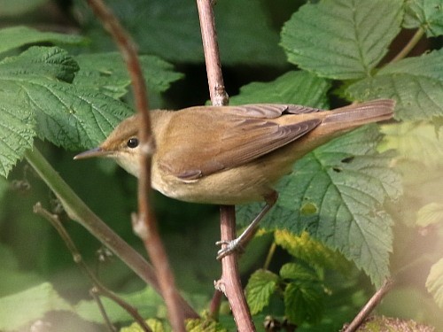 Common Reed Warbler (Common) - ML615049736