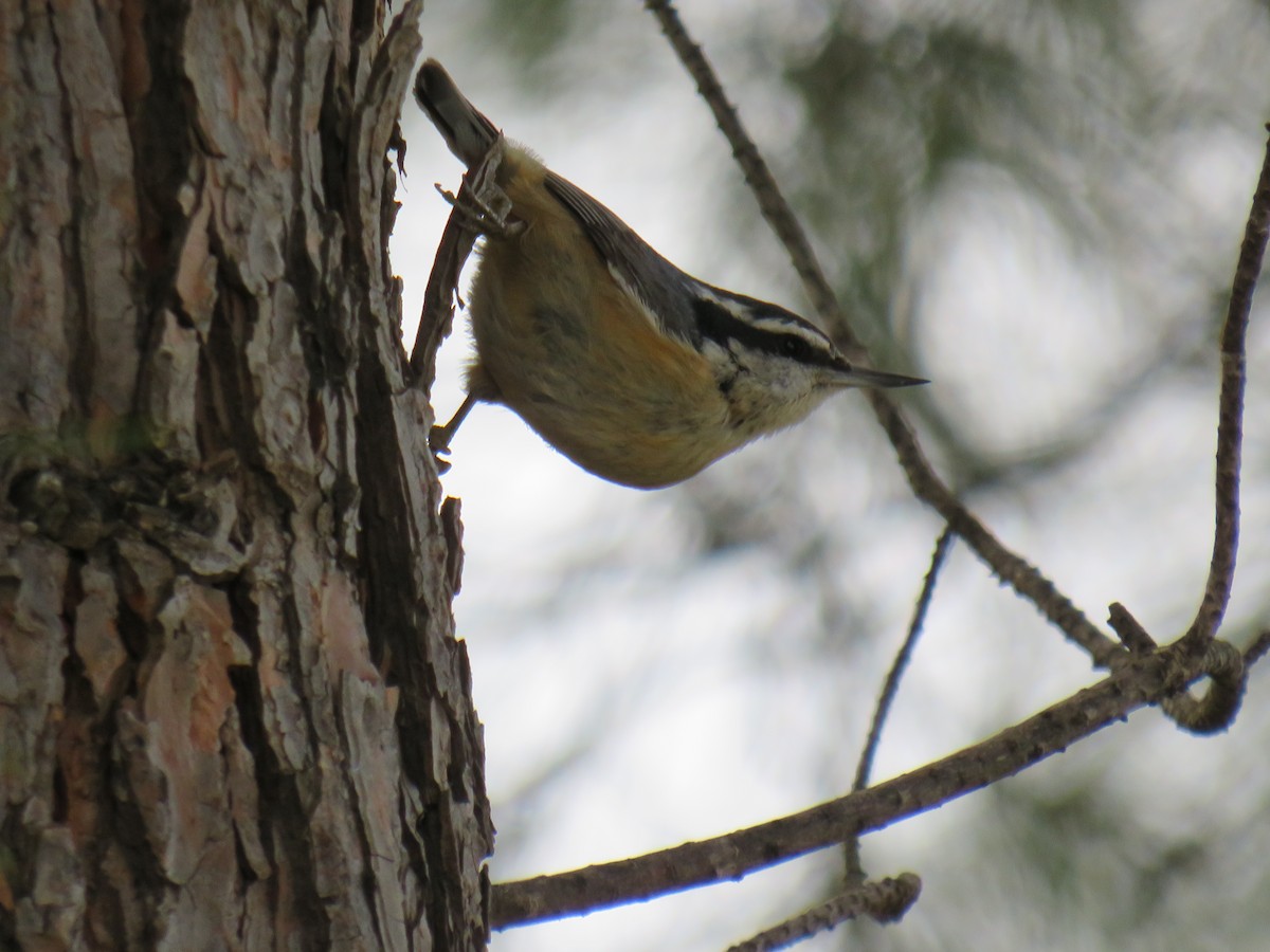 Red-breasted Nuthatch - ML615049905