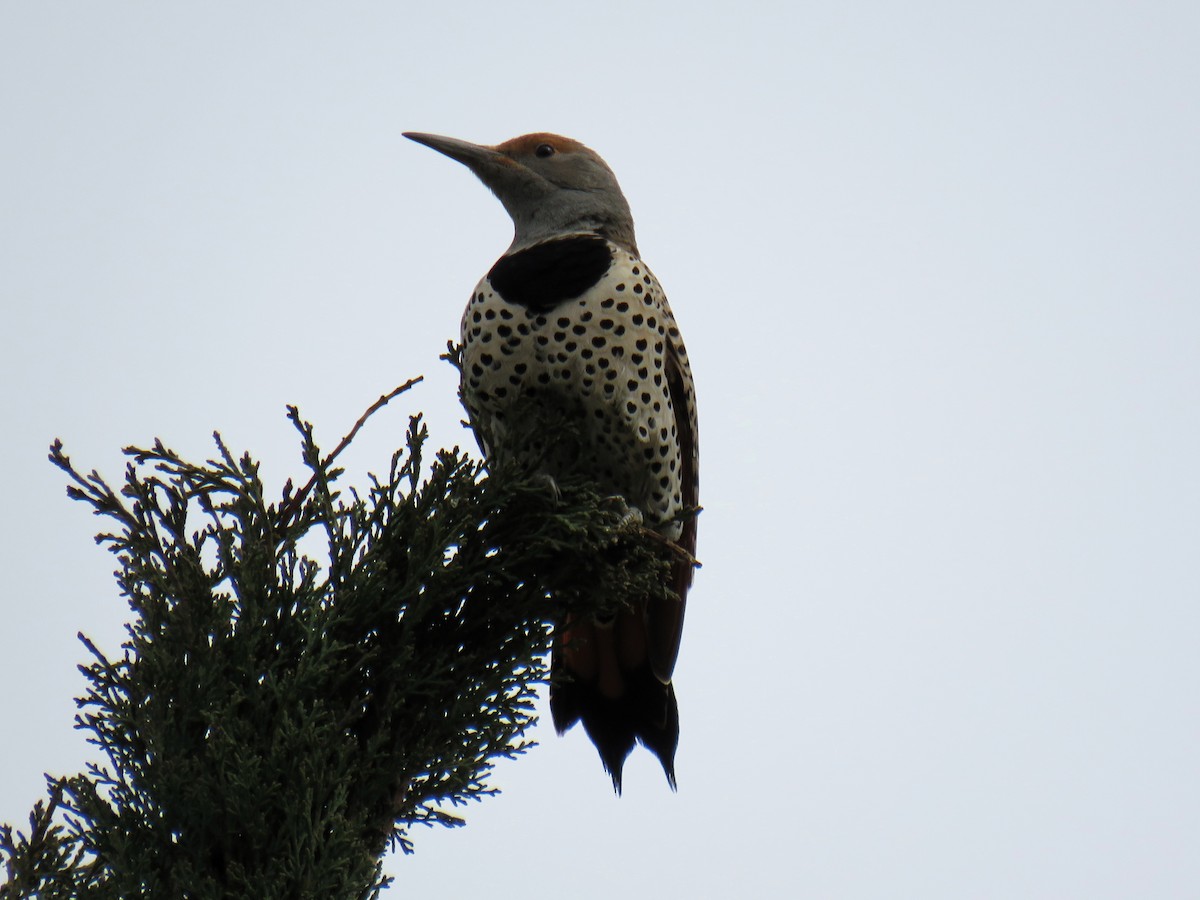 Northern Flicker (Red-shafted) - ML615050057