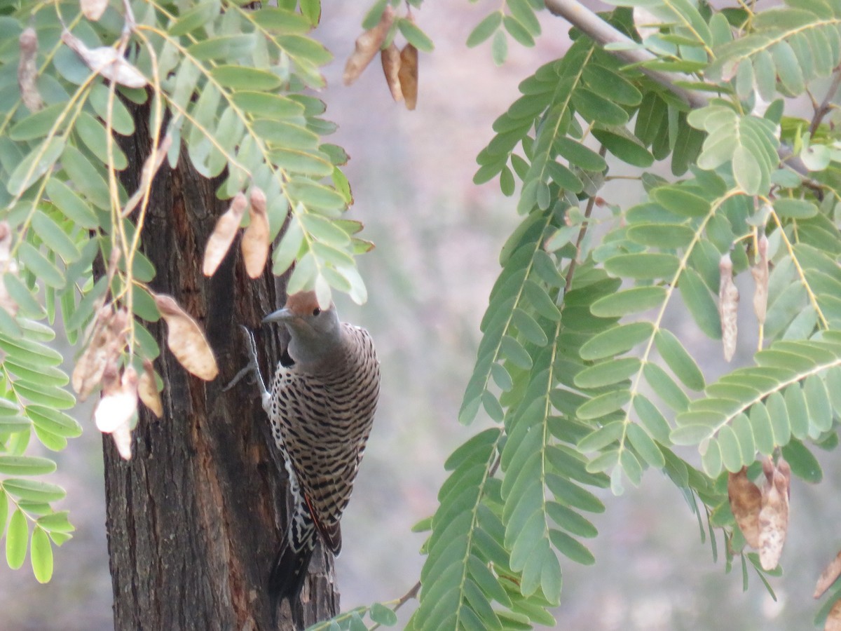 Northern Flicker (Red-shafted) - ML615050066