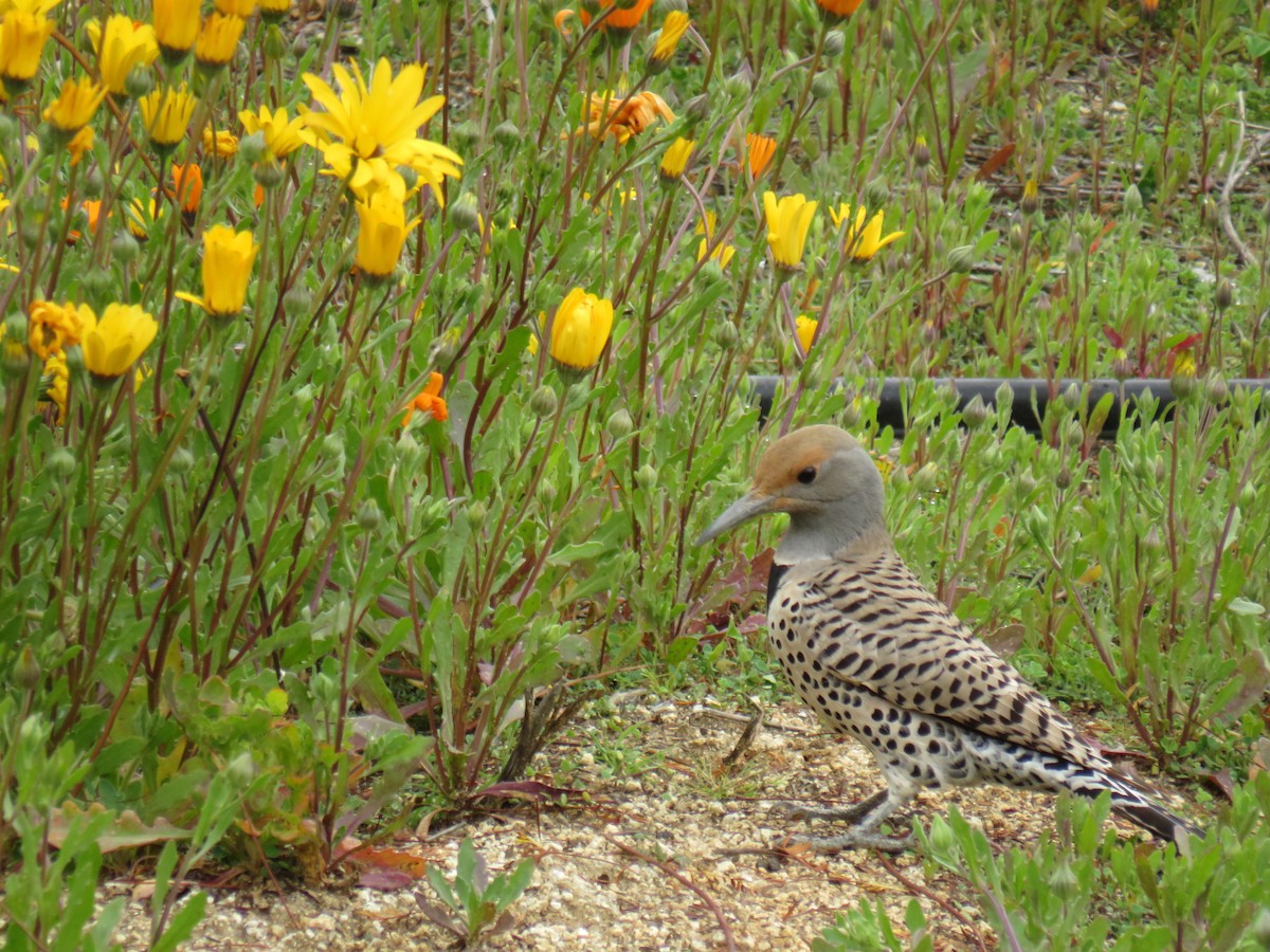 Northern Flicker (Red-shafted) - ML615050095