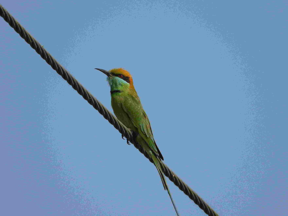Asian Green Bee-eater - ML615050111