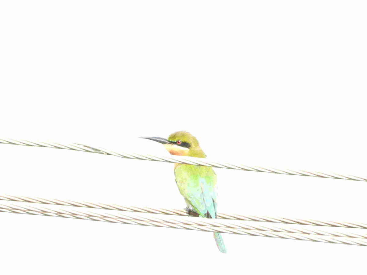 Blue-tailed Bee-eater - ML615050124