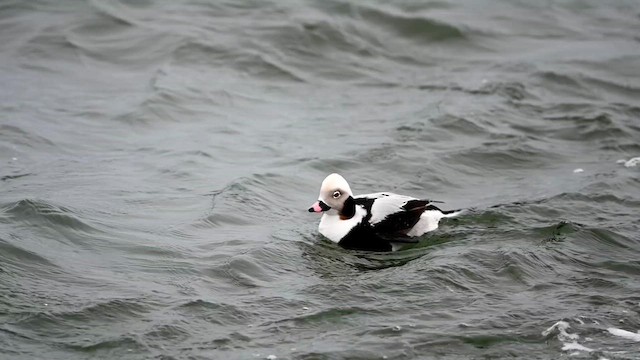 Long-tailed Duck - ML615050298