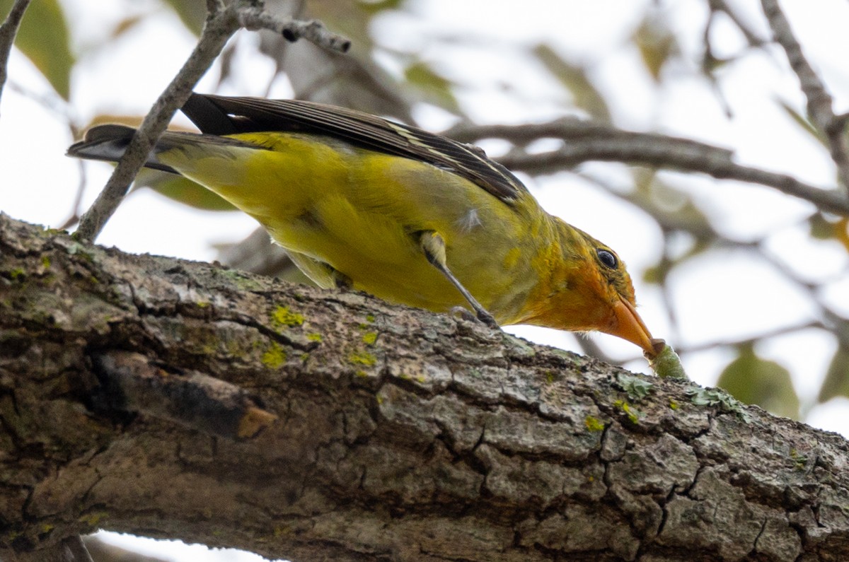 eBird Checklist 19 Feb 2024 Kendall Indian Hammocks Park 25 species