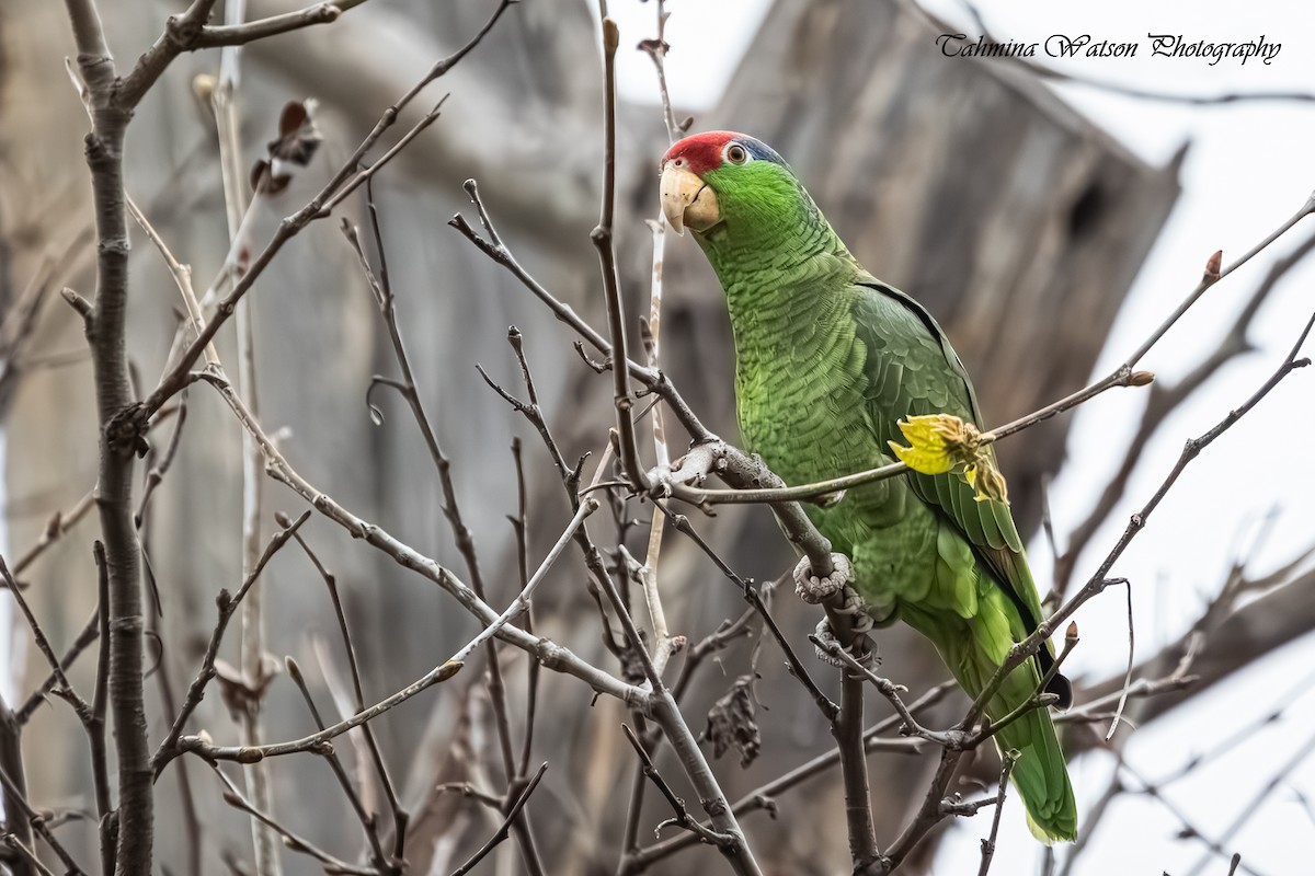 Red-crowned Parrot - ML615050377