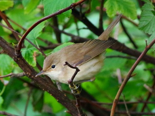 Common Reed Warbler (Common) - ML615050411
