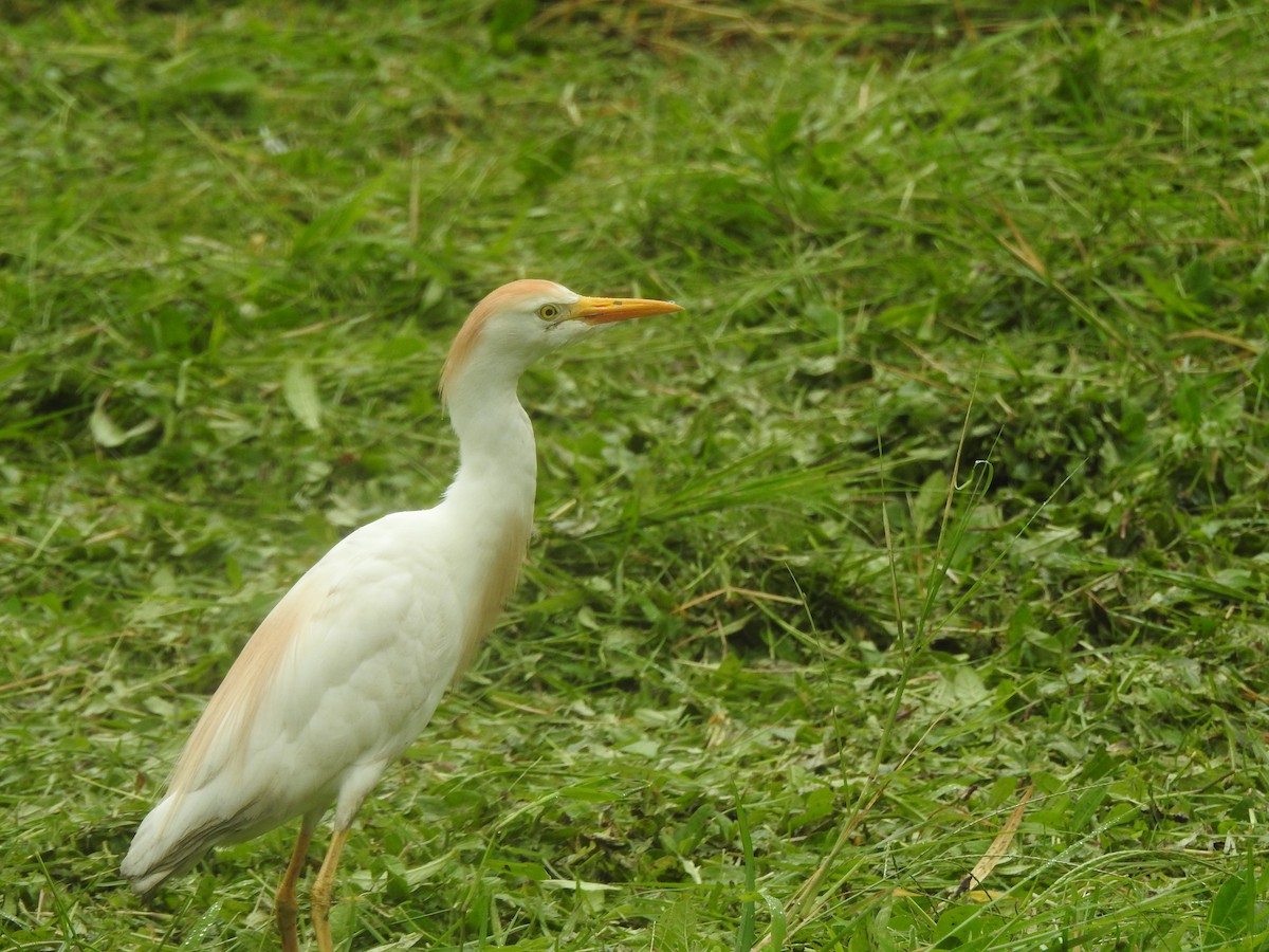 Чапля єгипетська (підвид ibis) - ML615050519