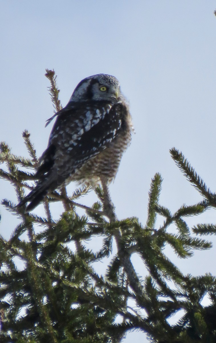 Northern Hawk Owl - ML615050536