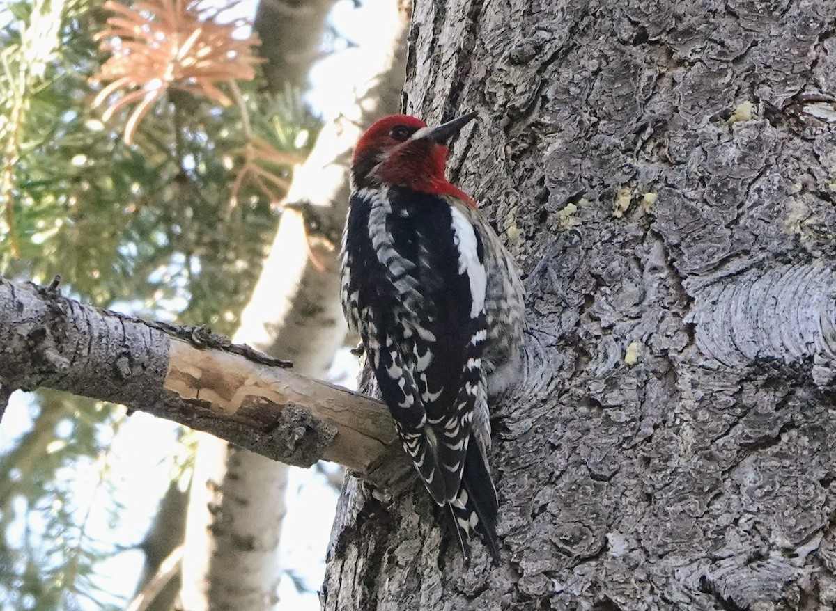 Red-breasted Sapsucker - ML615051042