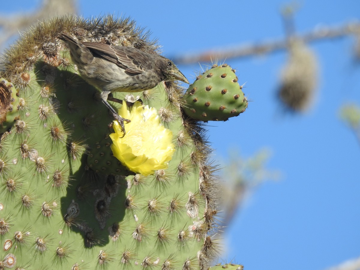 Common Cactus-Finch - Tom Dibblee