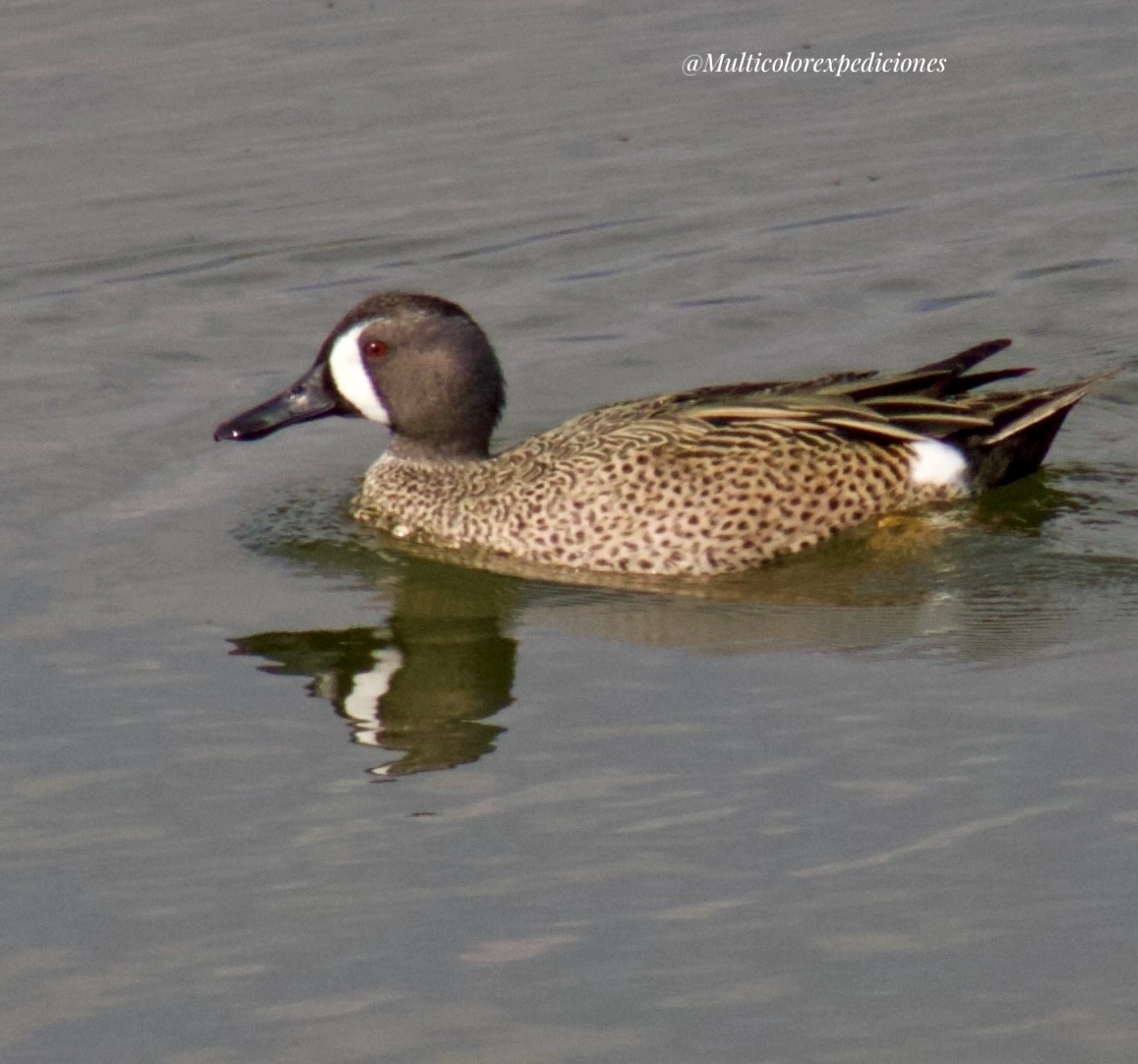 Blue-winged Teal - ML615051638