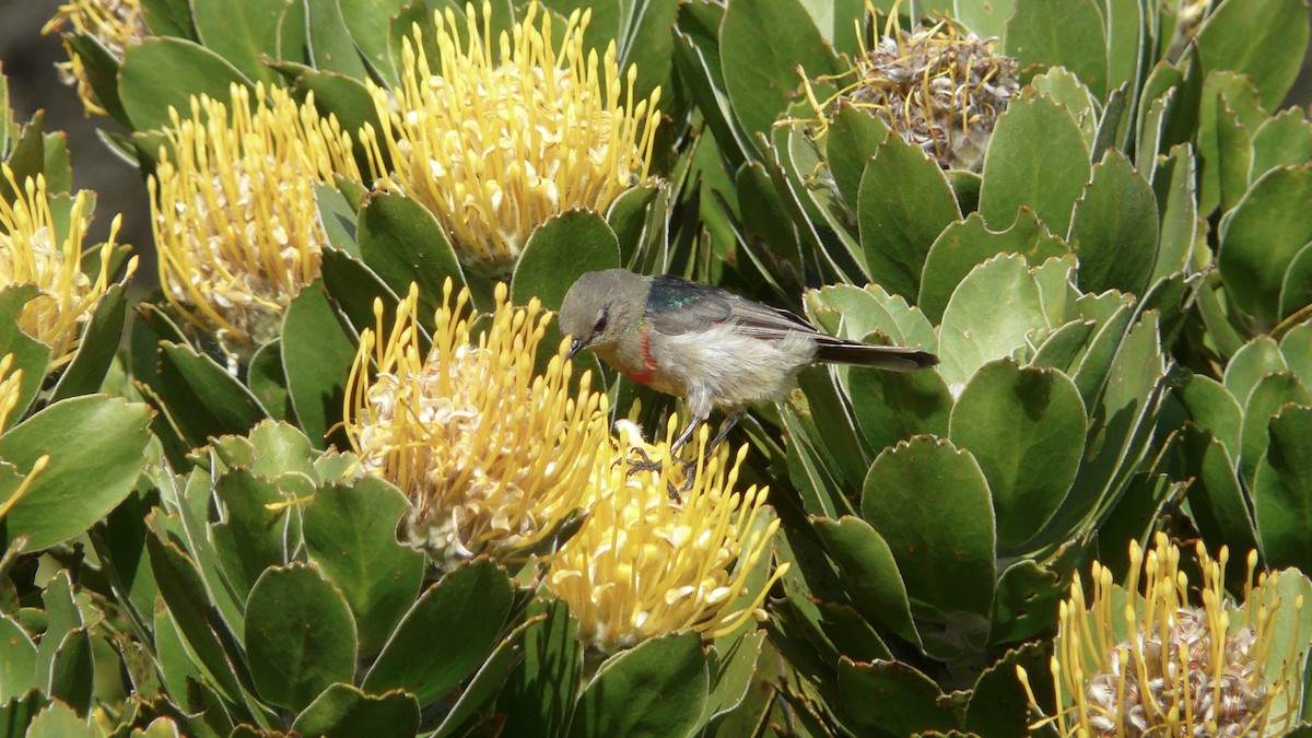 Southern Double-collared Sunbird - ML615051761