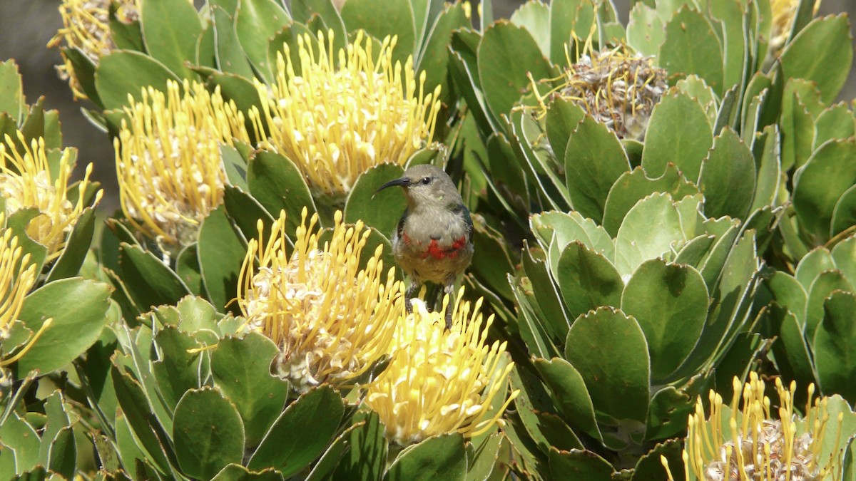 Southern Double-collared Sunbird - ML615051762