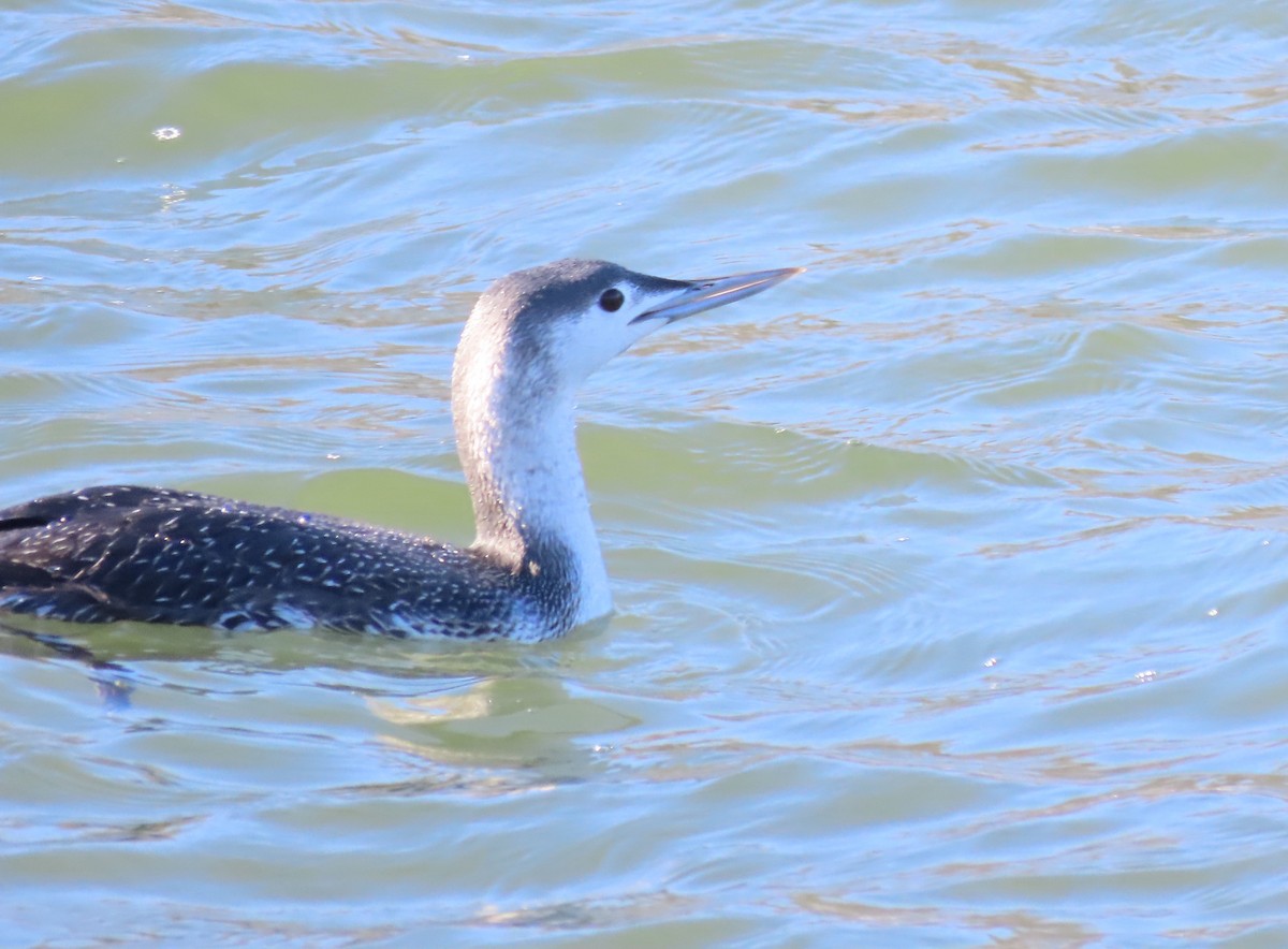 Red-throated Loon - ML615051807